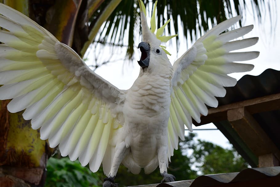 blanc, groc, al costat, arbre de coco, lloro, atac, animal, ocell, un animal, temes d'animals, ales separades, ala dels animals, part del cos dels animals, vertebrats, fauna animal, animals a la natura, Color blanc, volant, cap gent, cacatúa, centrar-se en primer pla, dia, naturalesa, primer pla, ploma, arbre, batent, 4K