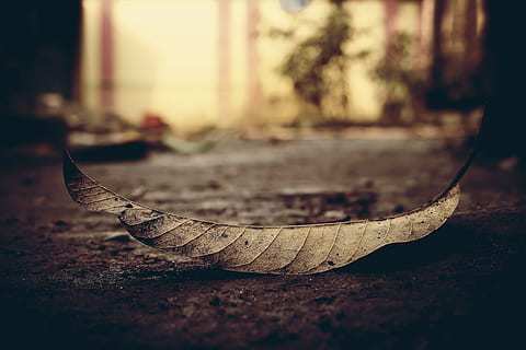 frunze, mort, frunze uscate, mort frunze, copac, căzut, nici o persoana, a închide, selectiv, să se concentreze asupra primelor elemente, toamnă, zi, parte a plantelor, natură, în aer liber, vinietă, oraș, Schimbare, cădere, uscat, un animal, animal, animale tematice, animale sălbatice, lumina soarelui, 5K, CC0, domeniu public, fără drepturi de autor