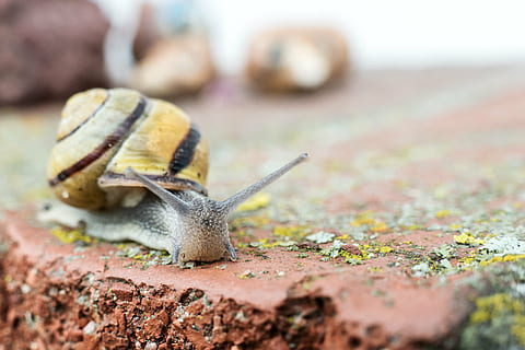 cargol, gatejar, shell, sonda, mucositat, tancar, animal, macro, mol·lusc, naturalesa, viscós, primer pla, rastreig, marró, vida salvatge, enfocament selectiu, fauna animal, cap gent, invertebrat, animals a la natura, dia, gasteròpode, un animal, a l'aire lliure, terra, longitud completa, part del cos dels animals, petit, 4K, CC0, domini públic, lliure de regalies