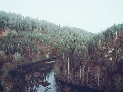 stream, trees, daytime, nature, photography, forest, river, water, woods, outdoors, rural, landscape, tree, day, no people, plant, sky, beauty in nature, tranquil scene, tranquility, scenics - nature, non-urban scene, growth, land, clear sky, mountain, cold temperature, flowing water, flowing, 1080P, CC0, public domain, royalty free