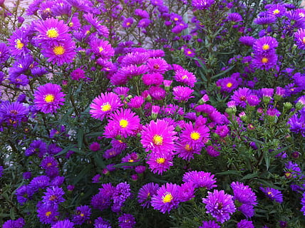 fiore, aster, viola, natura, pianta, estate, multicolore, primavera, colore rosa, freschezza, pianta fiorita, fragilità, vulnerabilità, bellezza nella natura, petalo, crescita, testa di fiore, infiorescenza, avvicinamento, nessuno, vista dall'alto, giorno, terra, fotogramma intero, campo, all'aperto, letto di fiori, polline, 2K, CC0, dominio pubblico, privo di copyright