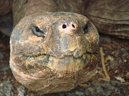 yakın çekim fotoğraf, gri, kahverengi, kaplumbağa, tosbağa, dev, eski, kafa, Galapagos Adaları, Ekvador, hayvan, sürüngen, hayvan temaları, kapatmak, bir hayvan, hayvan yaban hayatı, vahşi hayvanlar, insansız, hayvan vücut kısmı, hayvan başı, doğa, omurgalı, deniz, portre, gün, açık havada, arazi, ön plana odaklanmak, kaplumbağa kabuğu, hayvan ölçeği, 2K, CC0, kamu malı, telif ücretsiz