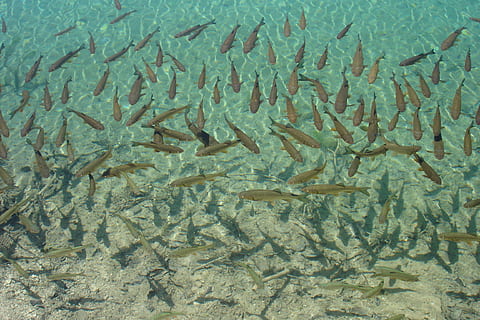 acqua, pesce, ombra, fotogramma intero, sfondi, gruppo di animali, nessuno, vertebrato, animale, subacqueo, temi animali, grande gruppo di animali, nuoto, fauna selvatica, in casa, avvicinamento, animali allo stato selvatico, modello, natura, scuola di pesca, vita marina, marino, bicchiere, 2K
