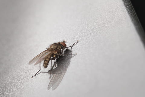 volar, macro, insecte, naturalesa, tancar, animal, ulls compostos, macro d'insectes, ala, registre públic, mosca domèstica, pelut, mosca domèstica comuna, insecte de vol, plata, subterrani, temes d'animals, invertebrat, fauna animal, animals a la natura, un animal, primer pla, cap gent, enfocament selectiu, longitud completa, dia, a l'interior, ala dels animals, hivern, part del cos dels animals, gris, 5K, CC0, domini públic, lliure de regalies
