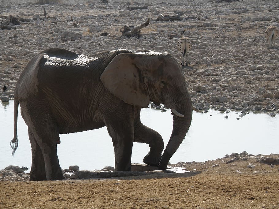 els elefants, namibia, parc, temes d'animals, animal, elefant, un animal, fauna animal, mamífer, vertebrats, animals a la natura, vista lateral, naturalesa, dia, de peu, aigua, cap gent, animals domèstics, part del cos dels animals, safari, llac, herbívors, tronc d’animals, beure, elefant africà, fang, 2K