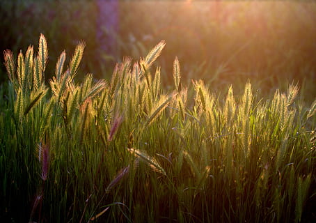 foto, verde, campo d'erba, d'oro, ora, campo, erba, ora d'oro, Spezia, tramonto, luce, natura, lan, pianta, all'aperto, estate, colore verde, prato, scena rurale, bellezza nella natura, crescita, paesaggio, nessuno, la tranquillità, terra, avvicinamento, agricoltura, giorno, pianta di cereali, raccolto, luce del sole, messa a fuoco selettiva, azienda agricola, gambo, 4K, CC0, dominio pubblico, privo di copyright