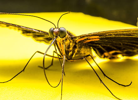 borboleta, inseto, borboleta, inseto, natureza, animal, macro, fechar-se, asa animal, insetos, animais selvagens, animais e animais de estimação, antena animal, temas animais, um animal, animais em estado selvagem, libelinha, invertebrado, amarelo, parte do corpo animal, focar em primeiro plano, ninguém, foco seletivo, dia, beleza na natureza, ao ar livre, olho animal, 5K, CC0, domínio público, royalty free