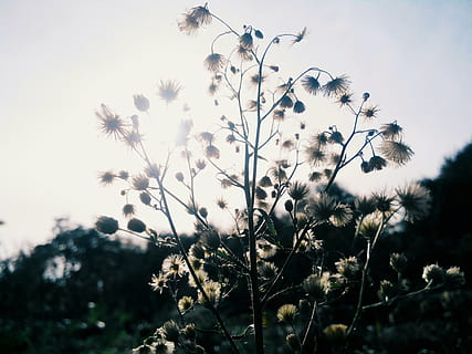 fabriek, zomer, hemel, stralen, struik, natuur, bloem, wolken, zon, de schittering, blauwe lucht, zonnig, de felle zon, knap, wit, paardebloem, bloemen, groei, schoonheid in de natuur, versheid, bloeiende plant, geen mensen, focus op de voorgrond, breekbaarheid, kwetsbaarheid, dag, detailopname, boom, kalmte, lage hoekweergave, selectieve aandacht, buitenshuis, land-, bloemhoofd, 2K, CC0, publiek domein, royaltyvrij