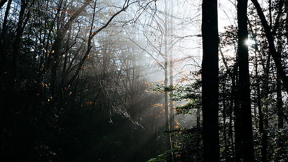 selectiu, foto, negre, alt, arbres, blanc, cel, durant el dia, fotografia de silueta, raig crepuscular, fotografia, bosc, posta de sol, arbre, fusta, naturalesa, boira, branca, a l'aire lliure, paisatge, escenics, al matí, cap gent, planta, full, bellesa a la natura, tronc de l'arbre, dia, arbre nu, terra, tranquil·litat, creixement, tronc, escena tranquil·la, escenics - natura, escena no urbana, llum solar, streaming, 4K, CC0, domini públic, lliure de regalies
