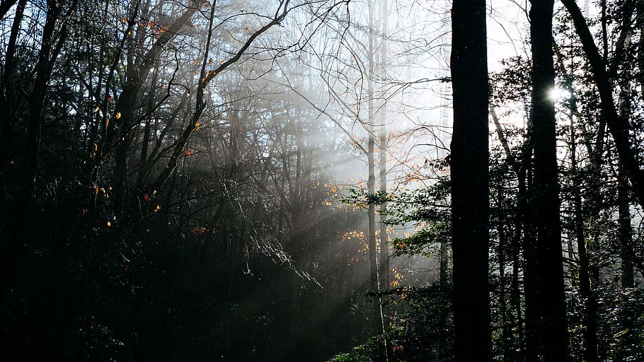 selectiu, foto, negre, alt, arbres, blanc, cel, durant el dia, fotografia de silueta, raig crepuscular, fotografia, bosc, posta de sol, arbre, fusta, naturalesa, boira, branca, a l'aire lliure, paisatge, escenics, al matí, cap gent, planta, full, bellesa a la natura, tronc de l'arbre, dia, arbre nu, terra, tranquil·litat, creixement, tronc, escena tranquil·la, escenics - natura, escena no urbana, llum solar, streaming, 4K