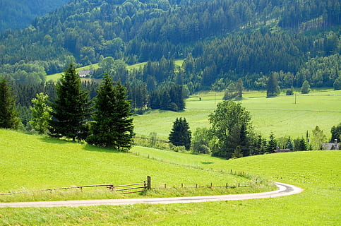 Österreich, Wiese, Wald, Ausflug, in den Bergen, scape, Straße, Kiefer, Holz, Aussicht, Pflanze, Baum, grüne Farbe, Schönheit in der Natur, Szenen - Natur, Land, Wachstum, Feld, Gras, Landschaft, ruhige Szene, Ruhe, Nicht-städtische Szene, Natur, Umgebung, Tag, idyllisch, üppiges Laub, Laub, draußen, 2K, CC0, gemeinfrei, lizenzfrei
