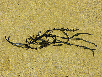 algue, vessie, varech, algues, marron, mer, varech de la vessie, algues, marron, plante, eau, le sable, plage, personne, journée, en plein air, la nature, désert, terre, lumière du soleil, vue grand angle, ombre, tranquillité, jaune, beauté dans la nature, paysages - nature, arbre, branche, champ, scène tranquille, arbre nu, climat aride, 4K, CC0, domaine public, libre de droits