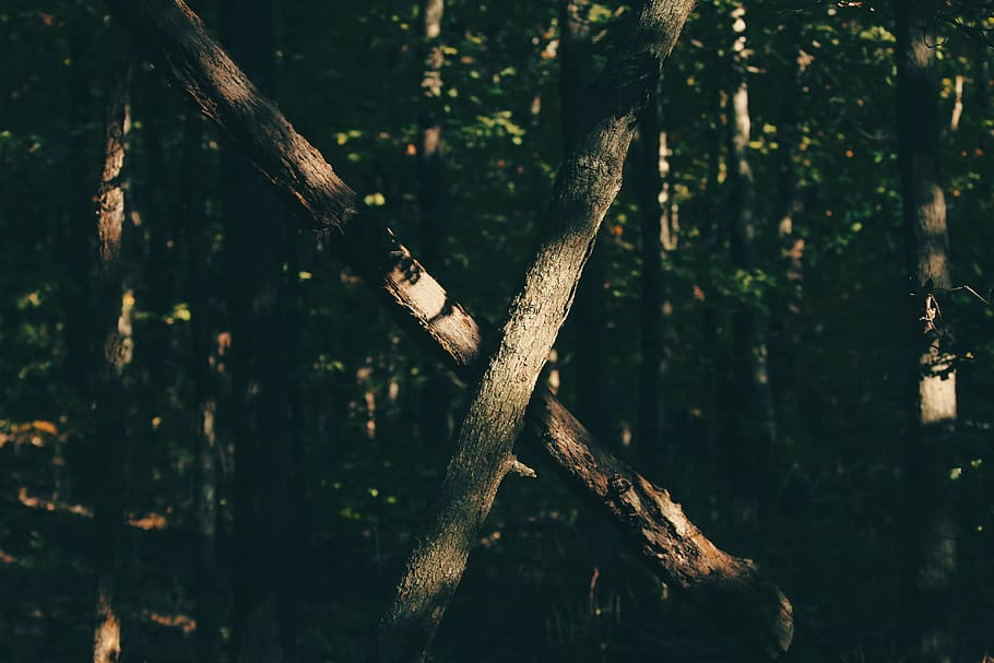 arbres de fulles verdes, selectiu, focus, arbre, troncs, arbres, bosc, boscos, branques, creu, a l'aire lliure, naturalesa, tronc de l'arbre, cap gent, dia, branca, primer pla, temes d'animals, terra, planta, material de fusta, tronc, centrar-se en primer pla, creixement, tranquil·litat, llum solar, bellesa a la natura, fusta, enfocament selectiu, 5K