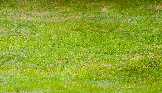 hierba, verde, resumen, fondo, papel pintado, textura, naturaleza, cuchillas, de cerca, detalles, color verde, planta, fotograma completo, antecedentes, tierra, campo, día, belleza en la naturaleza, nadie, crecimiento, tranquilidad, al aire libre, ambiente, enfoque selectivo, frescura, paisaje, césped, área de césped, 720P, CC0, dominio público, libre de derechos