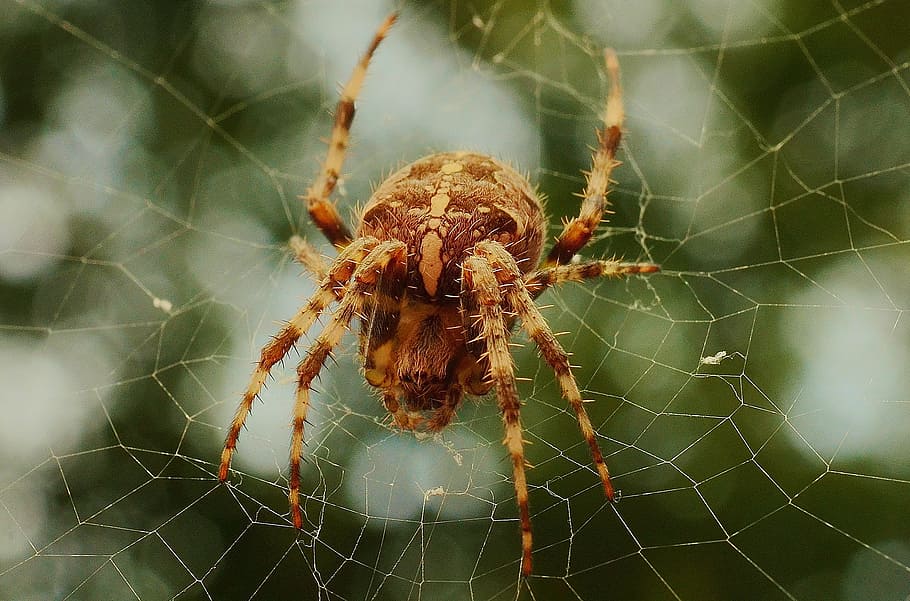 tæt, Foto, Brun, låge edderkop, lade, edderkop, web, edderkoppespind, et dyr, dyre temaer, overlevelse, fokus på forgrunden, dyr i naturen, natur, dyr ben, arachnid, dyr, tæt på, skrøbelighed, dyreliv, leddyr, hvirvelløse, insekt, sårbarhed, ingen mennesker, dag, dyr kropsdel, vævning, udendørs, giftig, kompleksitet, 2K