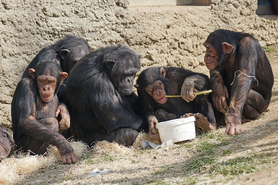 cinc, negre, micos, assegut, paret, durant el dia, ximpanzés, primats, simis, relaxa't, acollidor, criatura, relaxat, família, mamífer, animals, animal, vida salvatge, Àfrica, primat, mico, temes d'animals, grup d’animals, vertebrats, fauna animal, animals a la natura, ximpanzé, dia, cap gent, terra, naturalesa, animal jove, llum solar, a l'aire lliure, camp, família d’animals, herbívors, 5K