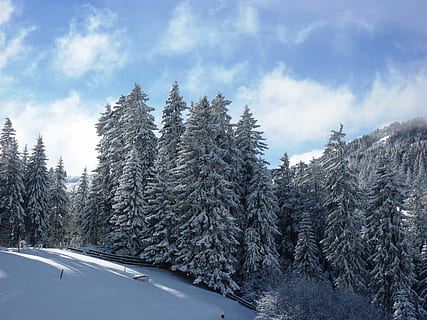 winter, sneeuw, winters, koude, landschap, besneeuwd, winter kou, Zwitserland, Graubünden, Parpan, natuur, bomen, wit, winterdag, koude temperatuur, boom, wolk - lucht, fabriek, schoonheid in de natuur, hemel, scenics - natuur, geen mensen, vervoer, dag, dennenboom, wijze van transport, Bos, land-, naaldboom, rustige scène, buitenshuis, dennenbos, 2K, CC0, publiek domein, royaltyvrij