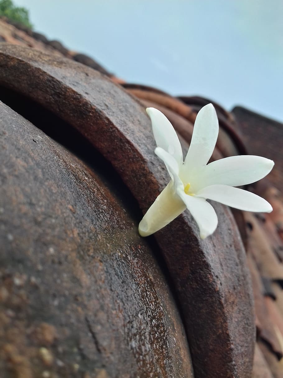 de nou, bonic, gessamí, primer pla, planta, fragilitat, vulnerabilitat, bellesa a la natura, naturalesa, planta amb flors, flor, pètal, cap gent, inflorescència, dia, cap de flor, centrar-se en primer pla, Color blanc, frescor, enfocament selectiu, a l'aire lliure, creixement, 2K