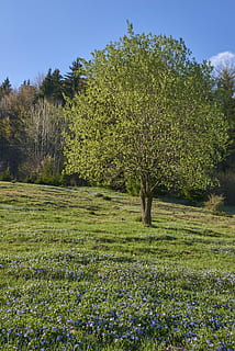 træ, forår, blomst, solnedgang, himlen, blå, Land, priroda, blomstrende træ, blomstrende blomster, jorden eller, harmoni, plante, vækst, skønhed i naturen, jord, grøn farve, ro, Mark, himmel, scenics - natur, ingen mennesker, rolig scene, natur, græs, landskab, dag, miljø, skyfri himmel, ikke-urbane scene, 5K, CC0, offentligt domæne, royaltyfrie