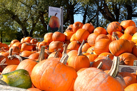 græskar, græskar patch, efterår, orange, halloween, høst, gård, oktober, squash, sæson, mad, mad og drikke, orange farve, grøntsag, plante, sund kost, stor gruppe af objekter, dag, ingen mennesker, træ, overflod, natur, friskhed, fest, velvære, marked, landbrug, udendørs, organisk, 4K, CC0, offentligt domæne, royaltyfrie