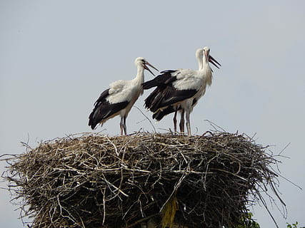 storke, fugle, fatning, ung, fugl, dyre rede, stork, dyr i naturen, dyreliv, to dyr, hvirveldyr, gruppe af dyr, dyr, dyre temaer, himmel, ingen mennesker, skyfri himmel, fugl reden, perching, natur, hvid stork, lav vinkel visning, plante, dag, udendørs, næb, dyre familie, 4K, CC0, offentligt domæne, royaltyfrie
