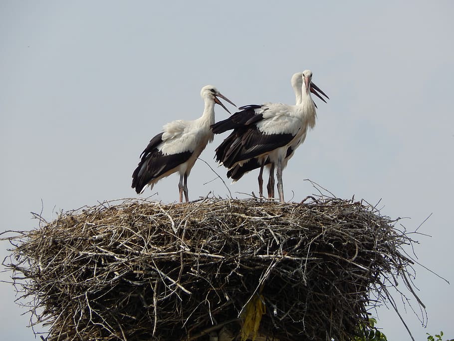 storke, fugle, fatning, ung, fugl, dyre rede, stork, dyr i naturen, dyreliv, to dyr, hvirveldyr, gruppe af dyr, dyr, dyre temaer, himmel, ingen mennesker, skyfri himmel, fugl reden, perching, natur, hvid stork, lav vinkel visning, plante, dag, udendørs, næb, dyre familie, 4K