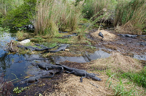 alligatorer, gators, gator, florida, sump, sommer, vand, farligt, natur, krybdyr, dyr, dyreliv, parkere, amerikansk, fare, everglades, vild, marsk, national, Dam, våd, bytte, vådområde, udendørs, rovdyr, kødædende, dyre temaer, plante, et dyr, dyr i naturen, dag, hvirveldyr, træ, ingen mennesker, jord, pattedyr, græs, skønhed i naturen, ro, 4K, CC0, offentligt domæne, royaltyfrie