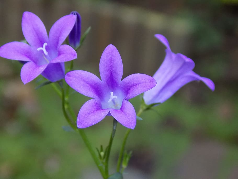 fialový, violaceae, květ, křehkost, okvětní lístek, Příroda, rostlina, květu hlavy, kvetoucí rostlina, zranitelnost, svěžest, detail, zaměřit se na popředí, květenství, krása v přírodě, růst, nachový, nikdo, den, venku, selektivní zaměření, růžová barva, 5K
