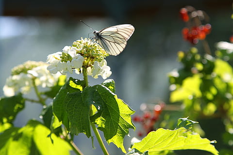papillon, viorne, été, insecte, la nature, papillon - insecte, feuille, animal, fleur, fermer, plante à fleurs, plante, croissance, beauté dans la nature, partie de la plante, la faune des animaux, invertébré, fragilité, vulnérabilité, thèmes animaux, animaux à l'état sauvage, fraîcheur, aile des animaux, un animal, personne, tête de fleur, pollinisation, en plein air, 2K, CC0, domaine public, libre de droits