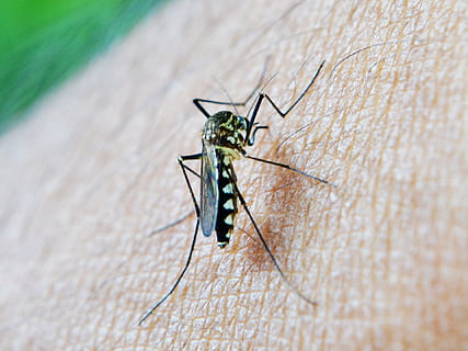 sort, hvid, myggen nærbillede fotografering, myg, bid, død, malaria, sri lanka, Mawanella, Ceylon, hvirvelløse, insekt, dyreliv, dyr i naturen, et dyr, tæt på, dag, ingen mennesker, natur, udendørs, selektiv fokusering, dyr kropsdel, høj vinkel visning, zoologi, fuld længde, 1080P, CC0, offentligt domæne, royaltyfrie