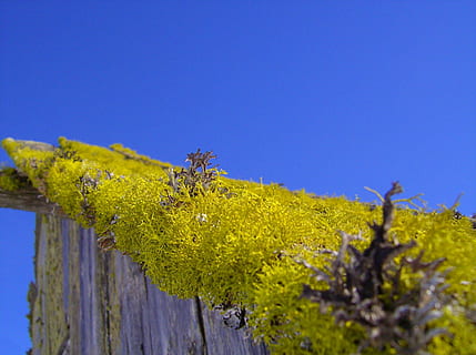 Makro, Natur, Moos, schließen, Dach, Himmel, Grün, weben, Vegetation, Pflanze, Baum, Wasser, Blau, Schönheit in der Natur, klarer Himmel, keine Leute, Szenen - Natur, Tag, draußen, Gelb, Landschaft, grüne Farbe, Ruhe, Land, Umgebung, Wachstum, 2K, CC0, gemeinfrei, lizenzfrei