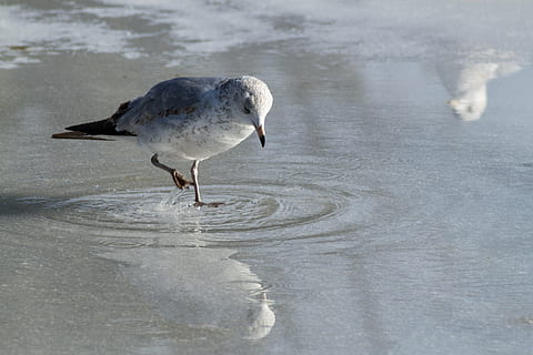 gaivota, comendo, gelo, reflexão, fechar-se, detalhe, pássaro, natureza, comer, ao ar livre, Comida, animais, azul, bico, lanche, aves marinhas, animais selvagens, selvagem, vida, asas, agua, lagoa, lago, congeladas, neve, inverno, frio, gelado, Z e, temas animais, animal, animais em estado selvagem, vertebrado, um animal, dia, de praia, ninguém, mar, areia, terra, focar em primeiro plano, comprimento total, 4K, CC0, domínio público, royalty free