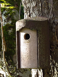lizdus, dėžė, paukščių, inkubatorius, medis, lapai, filialas, paukščių maitintojas, peryklą, einflugloch, pagalba, lizdą, auginimas, gamtos apsauga, gyvūnų gerovė, veislė, titas tuščiaviduris, birdhouse, gyvūnų lizdą, paukštis, pobūdį, mediena - medžiaga, lauke, laukinės gamtos, skylė, paukščio lizdą, gyvūnas, miškas, užrakinti, Iš arti, dieną, nėra žmonių, privatumas, sutelkti dėmesį į naujas žinias, metalo, architektūra, medžio kamienas, senas, bagažinė, pastatyta struktūra, tekstūruotas, geometrinės formos, augalų, ratą, 4K, CC0, Viešasis domenas, nemokamai