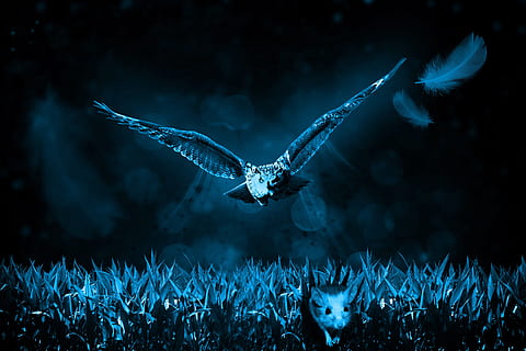 búho, volador, Noche, ratón, cazar, naturaleza, cazador, depredador, mundo animal, animal, fotografía de vida silvestre, carnívoros, desierto, presa, mamífero, habitantes del bosque, caza, en peligro de extinción, animal salvaje, peludo, luz de la luna, azul, volar, vuelo, fauna animal, animales en la naturaleza, vertebrado, pájaro, un animal, ave de rapiña, alas abiertas, nadie, al aire libre, aire, movimiento, longitud total, parte del cuerpo del animal, hierba, centrarse en primer plano, águila, 5K, CC0, dominio público, libre de derechos