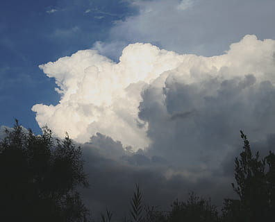 nuvole, cumulo, denso, grande, bianca, stratificato, sfumature di grigio, cielo, alberi, nuvola - cielo, albero, pianta, bellezza nella natura, Inquadratura dal basso, natura, la tranquillità, nessuno, crescita, scena tranquilla, giorno, all'aperto, scenics - natura, cima dell'albero, silhouette, scena non urbana, luce del sole, Colore bianco, altezza, 2K, CC0, dominio pubblico, privo di copyright