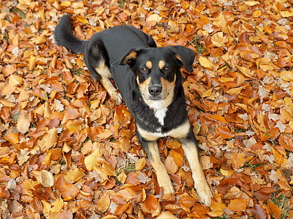 perro, mascota, acostado, negro, hembra, híbrido, bonita, otoño, canino, un animal, mamífero, cambio, nacional, mascotas, animales domesticos, temas de animales, parte de la planta, animal, hoja, naturaleza, hojas, día, nadie, seco, vertebrado, tierra, al aire libre, 5K, CC0, dominio público, libre de derechos