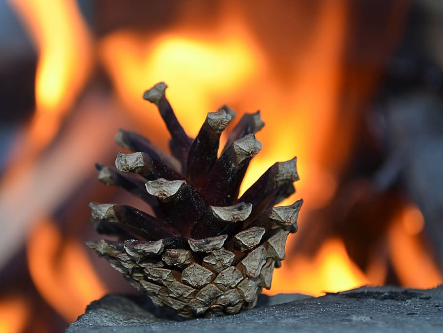 cono, fuoco, macro, dettaglio, foto, ardente, fuoco - fenomeno naturale, fiamma, calore - temperatura, colore arancione, avvicinamento, natura, legno - materiale, raggiante, ceppo, carbone, nessuno, legna, bruciato, legna da ardere, cenere, movimento, concentrarsi sulle conoscenze acquisite, movimento sfocato, falò, 4K