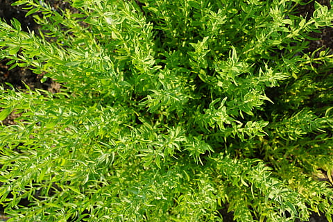timian, urt, natur, have, sommer, plante, blomstre, flor, eng, aromatiske urter, tæt, ernæring, vitamin, vitale stoffer, grøn farve, blad, dag, græs, udendørs, plante del, skønhed i naturen, fuld ramme, vækst, ingen mennesker, løv, frodig løv, baggrunde, mad og drikke, friskhed, mad, tæt på, jord, 4K, CC0, offentligt domæne, royaltyfrie