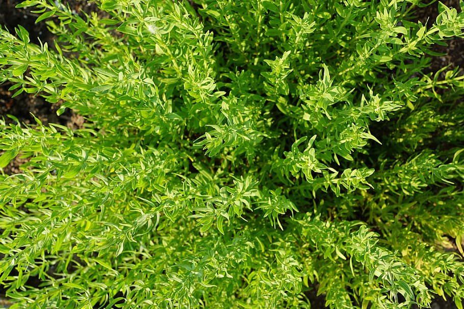 timo, erba, natura, giardino, estate, pianta, fiorire, fioritura, prato, erbe aromatiche, vicino, nutrizione, vitamina, sostanze vitali, colore verde, foglia, giorno, all'aperto, parte vegetale, bellezza nella natura, fotogramma intero, crescita, nessuno, fogliame, fogliame lussureggiante, sfondi, cibo e bevande, freschezza, cibo, avvicinamento, terra, 4K