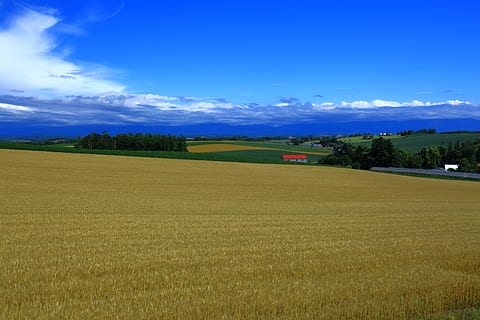 autunno, Campi di grano, raccogliere, Grano, in autunno, scenario autunnale giapponese, bacche autunnali, agricoltura, campo, azienda agricola, scena rurale, paesaggio, raccolto, ambiente, terra, pianta, scena tranquilla, la tranquillità, bellezza nella natura, scenics - natura, nuvola - cielo, cielo, colore verde, natura, crescita, albero, giorno, nessuno, all'aperto, 5K, CC0, dominio pubblico, privo di copyright
