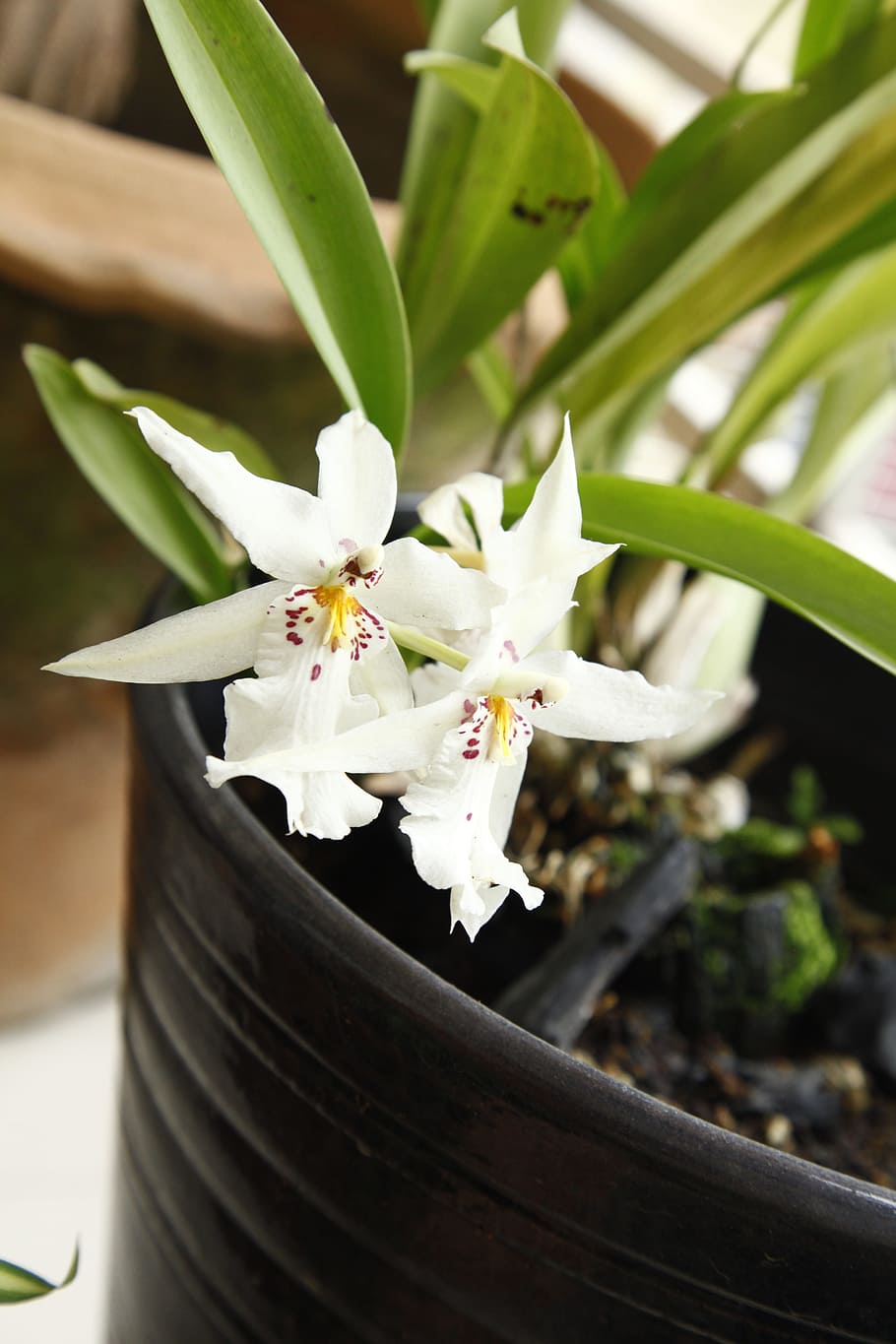 orquídies, oncidium, flor, planta amb flors, planta, frescor, bellesa a la natura, fragilitat, creixement, vulnerabilitat, primer pla, Color blanc, naturalesa, pètal, cap gent, cap de flor, centrar-se en primer pla, inflorescència, dia, full, part de la planta, a l'aire lliure, primavera, pol·len, test de flor, flor de cirerer, 5K