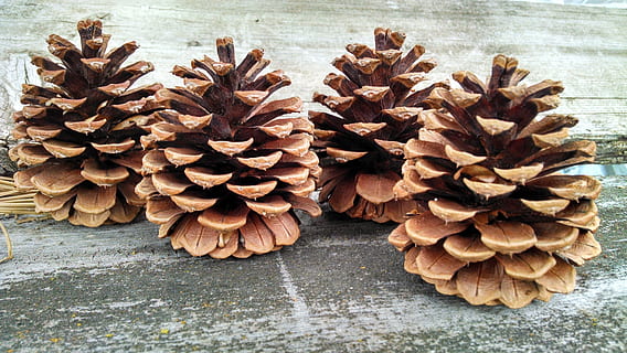 conifer cone, kerucut pinus, kerucut, pinus, termasuk jenis pohon jarum, coklat, kayu, lapuk, alam, pedesaan, di luar rumah, gandum, kering, tua, tekstur, kasar, pola, tidak ada orang, bahan kayu, merapatkan, hari, meja, tampilan sudut tinggi, bertekstur, menanam, kesegaran, masih hidup, keindahan di alam, makanan, pola alami, sekelompok besar objek, makanan dan minuman, pohon jenis konifera, 4K, CC0, domain publik, bebas royalti