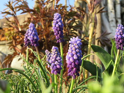 flores, violeta azul, grama, Primavera, natureza, planta com flores, flor, plantar, frescura, roxa, beleza na natureza, fechar-se, vulnerabilidade, fragilidade, crescimento, ninguém, dia, foco seletivo, pétala, parte da planta, folha, cor verde, campo, terra, ao ar livre, cabeça de flor, Ramo de flores, 5K, CC0, domínio público, royalty free