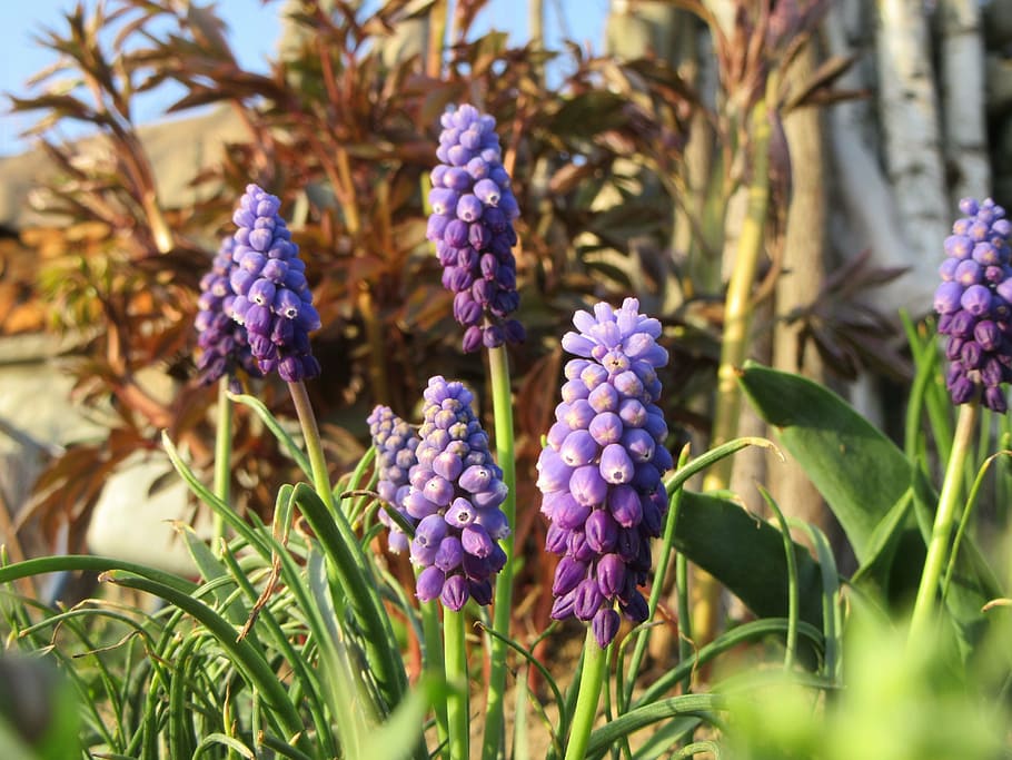 flors, violeta blava, herba, primavera, naturalesa, planta amb flors, flor, planta, frescor, porpra, bellesa a la natura, primer pla, vulnerabilitat, fragilitat, creixement, cap gent, dia, enfocament selectiu, pètal, part de la planta, full, color verd, camp, terra, a l'aire lliure, cap de flor, Ram de flors, 5K