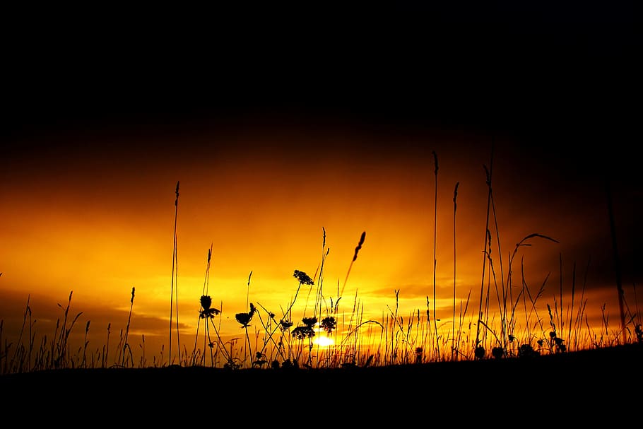 daggry, natur, himmel, solnedgang, baggrundsbelyst, skyer, mørk, skumring, græs, idyllisk, reed, naturskøn, silhuet, solopgang, rolig, skønhed i naturen, orange farve, plante, vækst, ingen mennesker, landskab, scenics - natur, ro, rolig scene, Mark, miljø, afgrøde, landbrug, jord, korn plante, landlige scene, udendørs, 5K