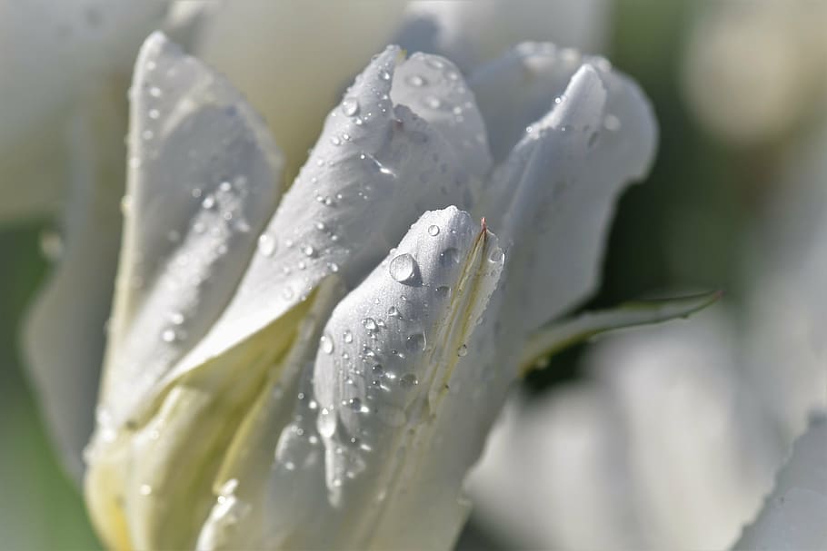 lliri de pau blanc, tulipa, blanc, primavera, flor, florir, flors, decoració, gota d’aigua, naturalesa, fons de la pantalla, flors de primavera, frühlingsanfang, fulles, gota de rosada, cap gent, frescor, primer pla, menjar, alimentació saludable, aigua, dia, a l'interior, tirar, planta, bellesa a la natura, Color blanc, humit, centrar-se en primer pla, a l'aire lliure, enfocament selectiu, puresa, full, creixement, part de la planta, rosada, 5K