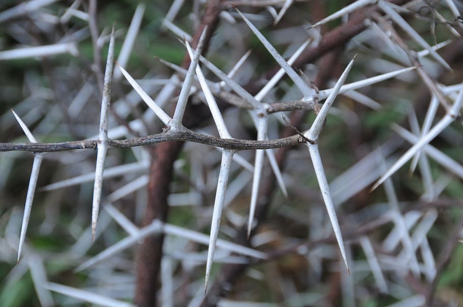 espines, acàcia, arbre, pics, planta, cap gent, dia, centrar-se en primer pla, creixement, naturalesa, primer pla, terra, part de la planta, enfocament selectiu, a l'aire lliure, sec, camp, full, tranquil·litat, seguretat, marró, branca, color verd, pal - part de la planta, 1080P