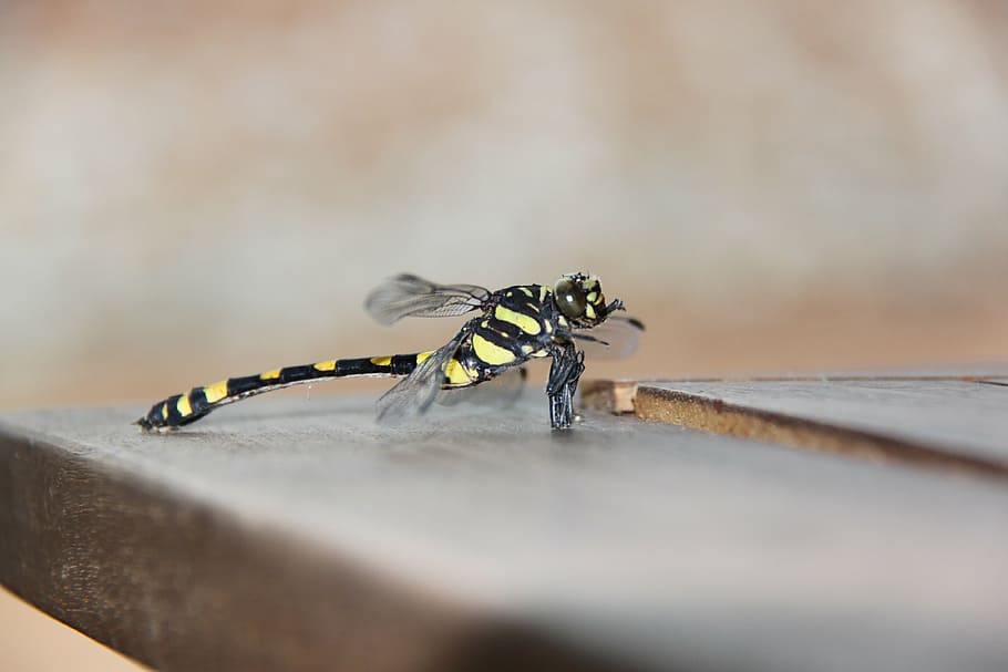 Llagosta, insecte, macro, exòtic, reialesa, invertebrat, fauna animal, un animal, enfocament selectiu, animals a la natura, primer pla, cap gent, naturalesa, a l'aire lliure, dia, ala dels animals, part del cos dels animals, Vespa, color negre, ull, nivell superficial, 4K