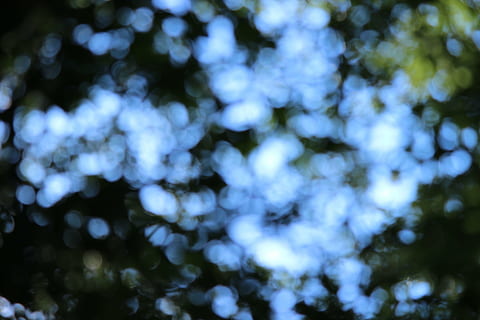 bokeh, bosque, fondo, ligero, arboles, fuera de foco, antecedentes, fotograma completo, nadie, belleza en la naturaleza, crecimiento, día, planta, desenfocado, naturaleza, tranquilidad, el color blanco, al aire libre, enfoque selectivo, vista de ángulo bajo, de cerca, frescura, azul, árbol, modelo, abundancia, 5K, CC0, dominio público, libre de derechos