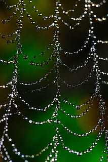 pavoučí síť, bokeh, rosa, web, Příroda, pavouk, hmyz, pavučina, vzor, síť, makro, přírodní, zelená, venkovní, pavoukovec, pokles, volně žijících živočichů, les, past, voda, hedvábí, divoký, životní prostředí, design, vlákno, spojení, zvíře, textura, barva, detail, zelená barva, nikdo, zaměřit se na popředí, celý rám, mokré, pozadí, šperky, křehkost, krása v přírodě, dekorace, uvnitř, zranitelnost, dešťová kapka, 5K, CC0, veřejná doména, bez autorských práv